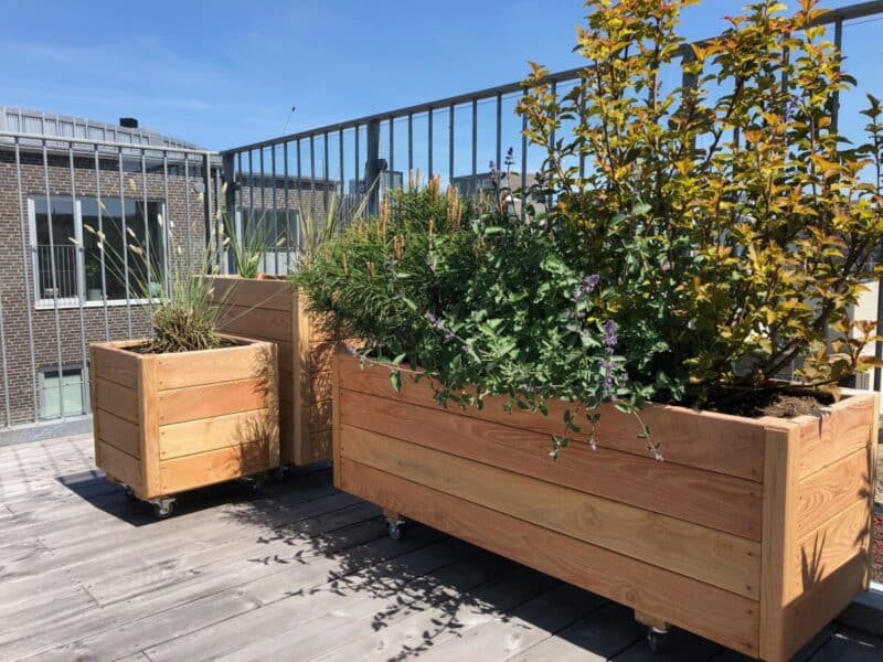 Plantekasse Eivind 40, Robinie, Natur eller behandlet, På hjul - Billede 8