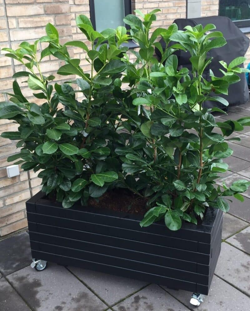 Plantekasse Hjalmar 80x40x36cm, Sort, På hjul
